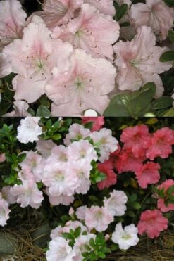Gwenda Azalea (Robin Hill Hybrid) - 6 Pack Of 1 Gallon Pots -Garden Plant Seeds azalea gwenda 7 1