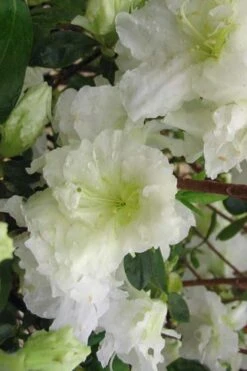 Helen Curtis Azalea - 3 Gallon Pot 10 Helen Curtis Azalea - 3 Gallon Pot -Garden Plant Seeds azalea helen curtis 7