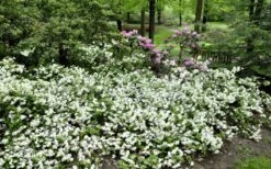 Helen Curtis Azalea - 3 Gallon Pot 11 Helen Curtis Azalea - 3 Gallon Pot -Garden Plant Seeds azalea helen curtis 9