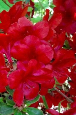 Midnight Flare Azalea - 3 Gallon Pot -Garden Plant Seeds azalea midnight flare 21