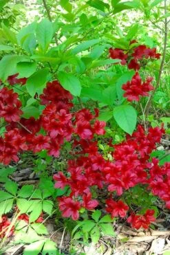 Midnight Flare Azalea - 3 Gallon Pot -Garden Plant Seeds azalea midnight flare 22