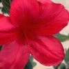 Midnight Flare Azalea - 3 Gallon Pot -Garden Plant Seeds azalea midnight flare 24