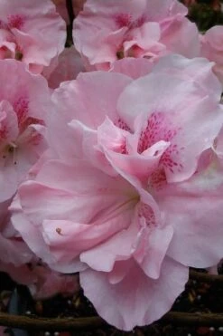 Nancy Of Robin Hill Azalea - 2 Gallon Pot 10 Nancy Of Robin Hill Azalea - 2 Gallon Pot -Garden Plant Seeds azalea nancy at robin hill 1