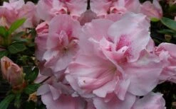 Nancy Of Robin Hill Azalea - 2 Gallon Pot 11 Nancy Of Robin Hill Azalea - 2 Gallon Pot -Garden Plant Seeds azalea nancy of robin hill 3