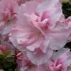 Nancy Of Robin Hill Azalea - 2 Gallon Pot 1 Nancy Of Robin Hill Azalea - 2 Gallon Pot -Garden Plant Seeds azalea nancy of robin hill 4