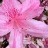Northlake Beauty Azalea - 3 Gallon Pot -Garden Plant Seeds azalea northlake beauty 10