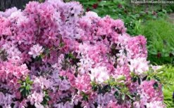 Northlake Beauty Azalea - 3 Gallon Pot 9 Northlake Beauty Azalea - 3 Gallon Pot -Garden Plant Seeds azalea northlake beauty 13
