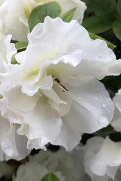 Perfecto Mundo Double White Reblooming Azalea - 3 Gallon Pot 15 Perfecto Mundo Double White Reblooming Azalea - 3 Gallon Pot -Garden Plant Seeds azalea perfecto mondo double white 1