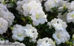 Perfecto Mundo Double White Reblooming Azalea - 3 Gallon Pot 14 Perfecto Mundo Double White Reblooming Azalea - 3 Gallon Pot -Garden Plant Seeds azalea perfecto mondo double white 2