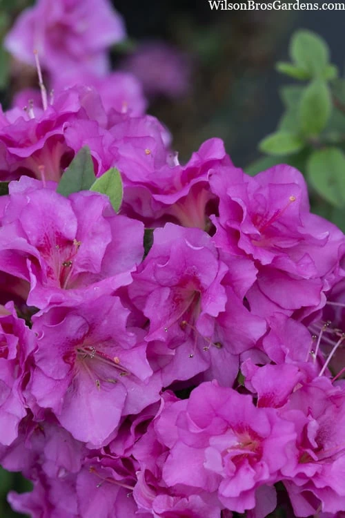 Perfecto Mundo Double Purple Reblooming Azalea - 3 Pack Of Quart Pots 8 Perfecto Mundo Double Purple Reblooming Azalea - 3 Pack Of Quart Pots - Image 6