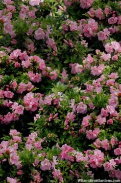 Perfecto Mundo Double Pink Reblooming Azalea - 2 Gallon Pot 12 Perfecto Mundo Double Pink Reblooming Azalea - 2 Gallon Pot -Garden Plant Seeds azalea perfecto mundo double pink 1