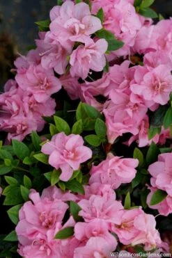 Perfecto Mundo Double Pink Reblooming Azalea - 2 Gallon Pot 13 Perfecto Mundo Double Pink Reblooming Azalea - 2 Gallon Pot -Garden Plant Seeds azalea perfecto mundo double pink 2