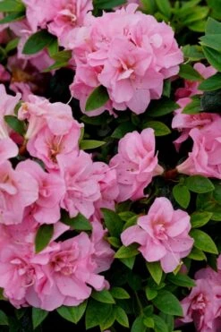 Perfecto Mundo Double Pink Reblooming Azalea - 2 Gallon Pot 11 Perfecto Mundo Double Pink Reblooming Azalea - 2 Gallon Pot -Garden Plant Seeds azalea perfecto mundo double pink 4