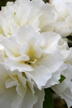 Perfecto Mundo Double White Reblooming Azalea - 3 Gallon Pot 13 Perfecto Mundo Double White Reblooming Azalea - 3 Gallon Pot -Garden Plant Seeds azalea perfecto mundo double white 6