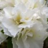 Perfecto Mundo Double White Reblooming Azalea - 3 Gallon Pot