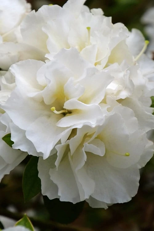 Perfecto Mundo Double White Reblooming Azalea - 3 Gallon Pot 3 Perfecto Mundo Double White Reblooming Azalea - 3 Gallon Pot
