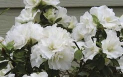 Perfecto Mundo Double White Reblooming Azalea - 3 Gallon Pot 12 Perfecto Mundo Double White Reblooming Azalea - 3 Gallon Pot -Garden Plant Seeds azalea perfecto mundo double white 9