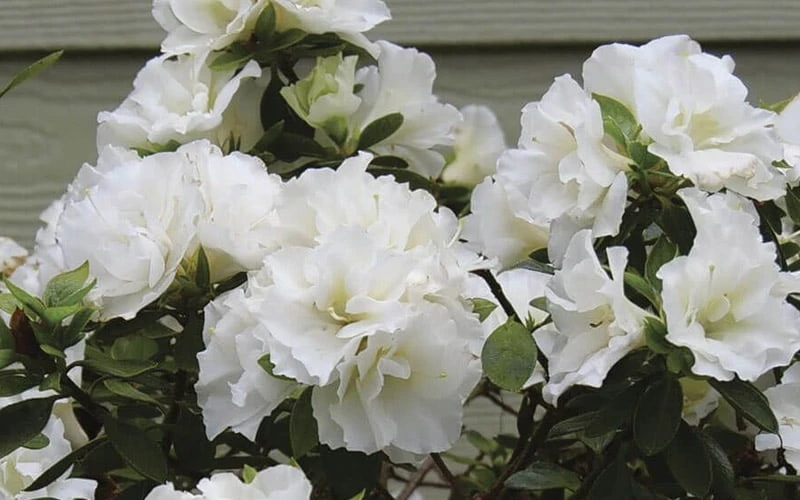 Perfecto Mundo Double White Reblooming Azalea - 3 Gallon Pot 6 Perfecto Mundo Double White Reblooming Azalea - 3 Gallon Pot - Image 4