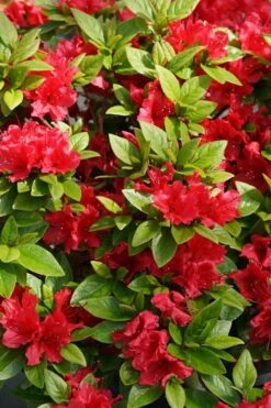 Perfecto Mundo Red Reblooming Azalea - 3 Pack Of Quart Pots -Garden Plant Seeds azalea perfecto mundo red 2