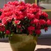 Perfecto Mundo Red Reblooming Azalea - 3 Pack Of Quart Pots -Garden Plant Seeds azalea perfecto mundo red 3