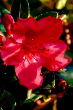 Perfecto Mundo Red Reblooming Azalea - 3 Pack Of Quart Pots -Garden Plant Seeds azalea perfecto mundo red 6