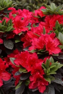 Perfecto Mundo Red Reblooming Azalea - 3 Pack Of Quart Pots -Garden Plant Seeds azalea perfecto mundo red 8