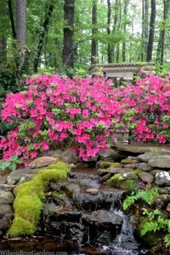 Pink Formosa Azalea - 1 Gallon Pot 10 Pink Formosa Azalea - 1 Gallon Pot -Garden Plant Seeds azalea pink formosa 2