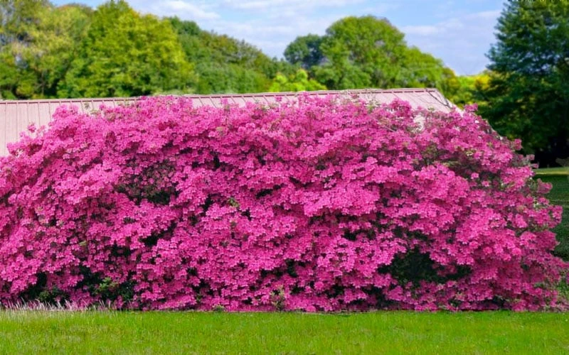 Pink Formosa Azalea - 1 Gallon Pot 7 Pink Formosa Azalea - 1 Gallon Pot - Image 5