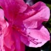 Pink Formosa Azalea - 1 Gallon Pot -Garden Plant Seeds azalea pink formosa 5