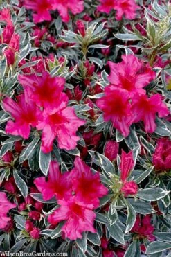 The Robe Azalea - 2 Gallon Pot -Garden Plant Seeds azalea the robe 3