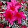 The Robe Azalea - 2 Gallon Pot -Garden Plant Seeds azalea the robe 4