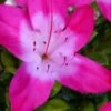 Vibrant Azalea (Harris Hybrid) - 3 Gallon Pot -Garden Plant Seeds azalea vibrant 100