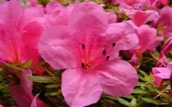 Chinzan Dwarf Azalea - 3 Gallon Pot 14 Chinzan Dwarf Azalea - 3 Gallon Pot -Garden Plant Seeds azaleachinzan