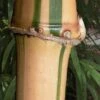 Golden Square Stem Bamboo (Chimonobambusa Quadrangularis 'Suow') - 5 Gallon Pot 2 Golden Square Stem Bamboo (Chimonobambusa Quadrangularis 'Suow') - 5 Gallon Pot -Garden Plant Seeds bamboo golden square stem 10 1