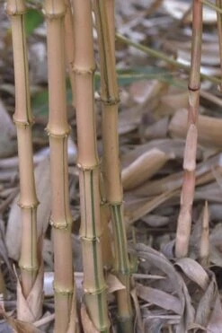 Golden Square Stem Bamboo (Chimonobambusa Quadrangularis 'Suow') - 5 Gallon Pot -Garden Plant Seeds bamboo golden square stem 5 1