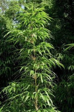 Golden Square Stem Bamboo (Chimonobambusa Quadrangularis 'Suow') - 5 Gallon Pot -Garden Plant Seeds bamboo golden square stem 6 1