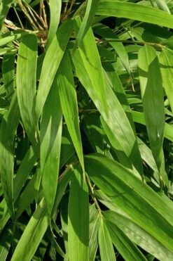 Golden Square Stem Bamboo (Chimonobambusa Quadrangularis 'Suow') - 5 Gallon Pot -Garden Plant Seeds bamboo golden square stem 7 1