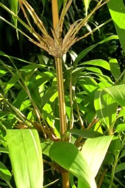 Golden Square Stem Bamboo (Chimonobambusa Quadrangularis 'Suow') - 3 Gallon Pot -Garden Plant Seeds bamboo golden square stem 8