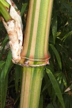 Golden Square Stem Bamboo (Chimonobambusa Quadrangularis 'Suow') - 5 Gallon Pot -Garden Plant Seeds bamboo golden square stem 9 1