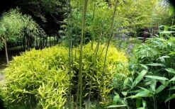 Dwarf Golden Leaf Bamboo - Pleioblastus Viridistriatus 'Chrysophyllus' - 1 Gallon Pot -Garden Plant Seeds bamboo green stripe 3