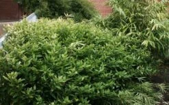 Ruscus Bamboo (Shibataea Kumasaca) - 1 Gallon Pot -Garden Plant Seeds bamboo ruscus 21