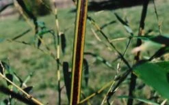 Black Stripe Bamboo - Phyllostachys Nigra Megurochiku - 3 Gallon Pot -Garden Plant Seeds black stripe bamboo phyllostachys nigra megurochiku