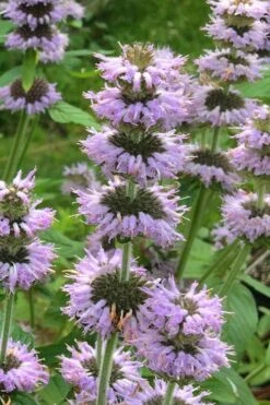 Downy Pagoda Plant (Blephilia Ciliata) - 1 Gallon Pot -Garden Plant Seeds blephilia ciliata downy pagoda wood mint 4