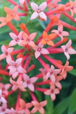 Estrellita Little Star Firecracker Bush (Bouvardia) - 3 Pack Of Quart Pots -Garden Plant Seeds bouvardia estrellita little star firecracker bush 1