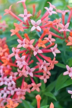 Estrellita Little Star Firecracker Bush (Bouvardia) - 3 Pack Of Quart Pots -Garden Plant Seeds bouvardia estrellita little star firecracker bush 2