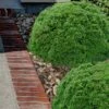Justin Brouwers Dwarf Boxwood - 1 Gallon Pot 1 Justin Brouwers Dwarf Boxwood - 1 Gallon Pot -Garden Plant Seeds boxwood justin brouwer 21