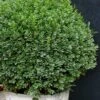 Korean Dwarf Boxwood - Buxus Sinica Var. Insularis 'Nana' - 1 Gallon Pot -Garden Plant Seeds boxwood korean dwarf insularis nana 5