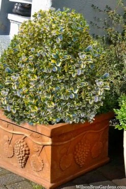 Sunburst Variegated Korean Boxwood - 1 Gallon Pot -Garden Plant Seeds boxwood sunburst golden 11
