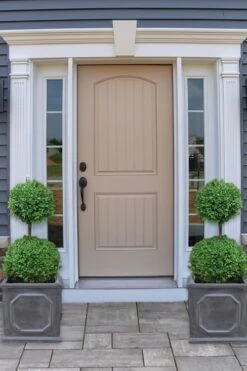 Common Boxwood 2-Ball Poodle Tier Topiary (Buxus Sempervirens) - 3 Gallon Pot (Short) -Garden Plant Seeds boxwood two ball poodle tier 2