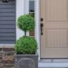 Common Boxwood 2-Ball Poodle Tier Topiary (Buxus Sempervirens) - 3 Gallon Pot (Short) -Garden Plant Seeds boxwood two ball poodle tier 3